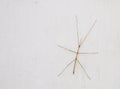 Walking stick insect. Royalty Free Stock Photo