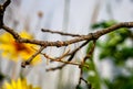 Walking stick insect trying to blend in and camouflage on a tree branch stick.