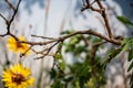 Walking stick insect trying to blend in and camouflage on a tree branch stick.