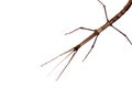 Walking stick (Phasmatodea) Royalty Free Stock Photo