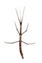 Walking stick (Phasmatodea) top view Royalty Free Stock Photo