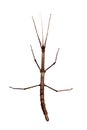 Walking stick (Phasmatodea) top view