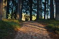 Walking stone path in a forest with sunset light beams shining through the trees of the woods Royalty Free Stock Photo