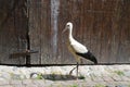 Walking storch in Eguisheim in Alsace