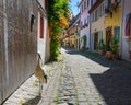 Walking storch in Eguisheim in Alsace