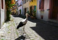 Walking storch in Eguisheim in Alsace Royalty Free Stock Photo