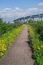 Walking straight path in the middle of a field of grass with blooming yellow dandelions behind a small fence against a blue sky Royalty Free Stock Photo