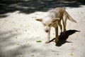 Walking stray domestic dog on sand with skinny