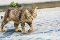 Walking stray tabby cat in Turkey, Giresun