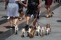 Walking in street with eight little cute dogs