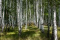 Summer birch wood Royalty Free Stock Photo