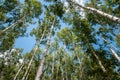 Summer birch wood Royalty Free Stock Photo