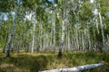 Summer birch wood Royalty Free Stock Photo