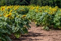 Walking through a Sunflower farm Royalty Free Stock Photo