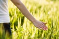 Walking in a sunny wheat field