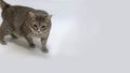 Walking Tabby Cat. Isolated. Room for Copy.