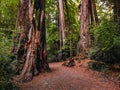 Walking among the tall coastal redwood trees Royalty Free Stock Photo