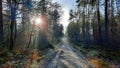 Walking throught the forest in the Netherlands