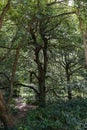 Walking throw nature throw gorgeous pathways inside Hampstead heath park