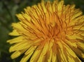dandelion will make you wise Royalty Free Stock Photo
