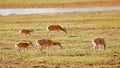 Walking Tibetan Antelopes