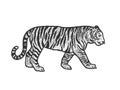 Walking tiger sketch vector illustration