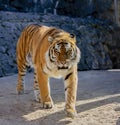 Walking tiger at the zoo