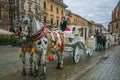 Walking tourist carriage drawn by white horses on the street of Krakow in Poland