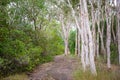 Walking Track Into Bushland Royalty Free Stock Photo