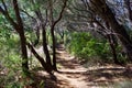 Heath Circuit walking track at Lake Currimundi