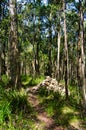 Walking track through the eucalyptus forest, Mount Macedon, Australia