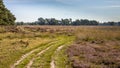 Walking track in heathland of Deelerwoud nature reserve