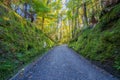 Walking track between high moss-clad banks leading to forest Royalty Free Stock Photo