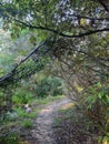 Walking track through native Australian vegetation and gum trees with a bush turkey on the track Royalty Free Stock Photo