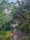 Walking track through native Australian vegetation and gum trees with a bush turkey on the track Royalty Free Stock Photo