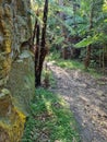 Walking track through native Australian vegetation and gum trees Royalty Free Stock Photo