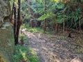 Walking track through native Australian vegetation and gum trees Royalty Free Stock Photo