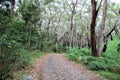 Walking track at Sugarloaf Point through Australian eucalypt forest