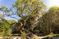 Walking tracking path among big old trees and huge stone boulders in the forest Royalty Free Stock Photo