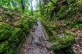 Walking trail along the levada in a forest on the island Madeir Royalty Free Stock Photo