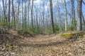 Walking a Trail on a Beautiful Day