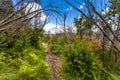 Walking Trail in Binna Burra Section of Lamington National Park, Queensland, Australia