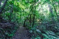 Walking trail in a cool eucalypt forest.