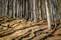 Walking trail through dense forest in Small Carpathian mountains