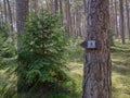 Walking trail direction sign on pine tree. Forest background Royalty Free Stock Photo