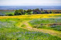 Walking trail through fields covered in wildflowers, North Table Ecological Reserve, Oroville, California