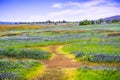 Walking trail through fields covered in wildflowers, North Table Ecological Reserve, Oroville, California