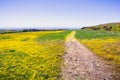 Walking trail through fields covered in wildflowers, North Table Ecological Reserve, Oroville, California