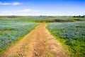 Walking trail through fields covered in wildflowers, North Table Ecological Reserve, Oroville, California