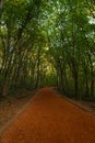 Walking trail in the forest in autumn. Belgrad Forest in Istanbul vertical photo Royalty Free Stock Photo